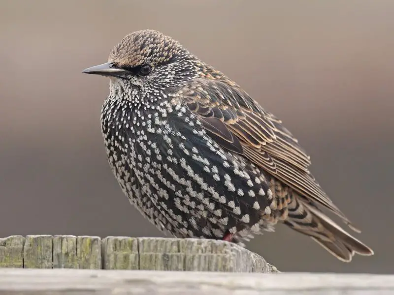 Gray Birds in Tennessee