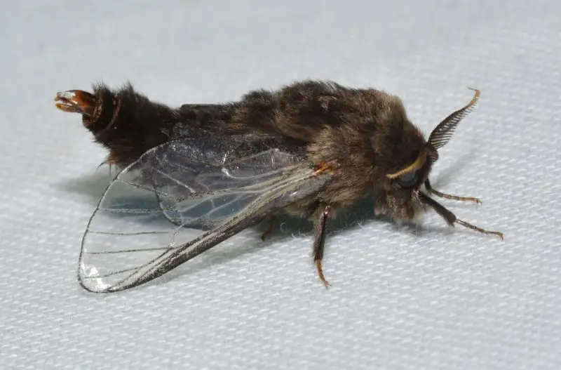 Moths in North Carolina