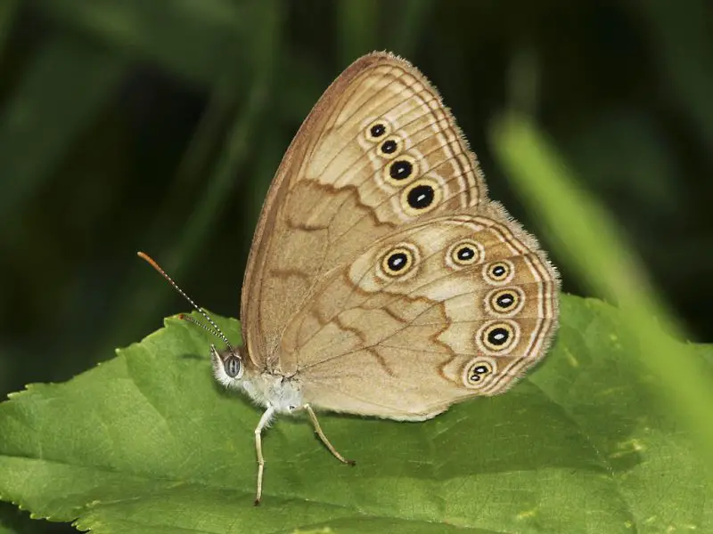 Butterflies in New York State