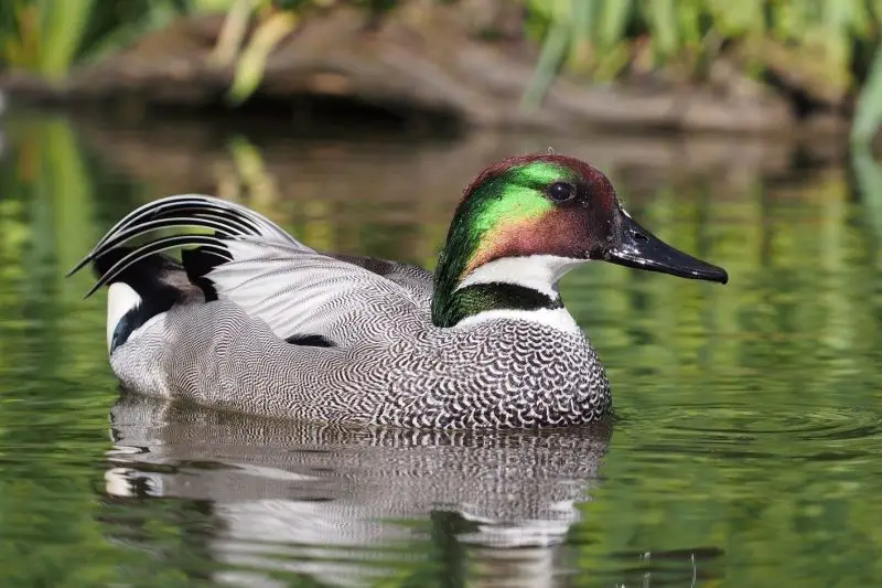 Types of Ducks in Oregon