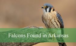 5 Types of Falcons in Arkansas (Pictures and Identification)