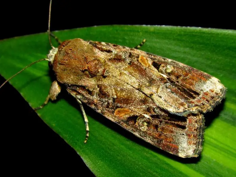 Moths in North Carolina