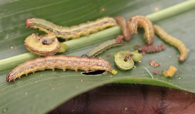 Types of Caterpillars in Texas