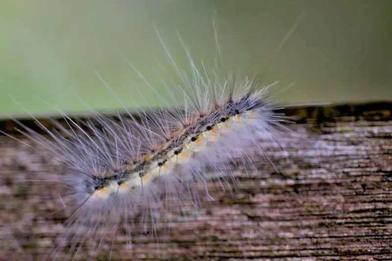 Types of Caterpillars in Texas
