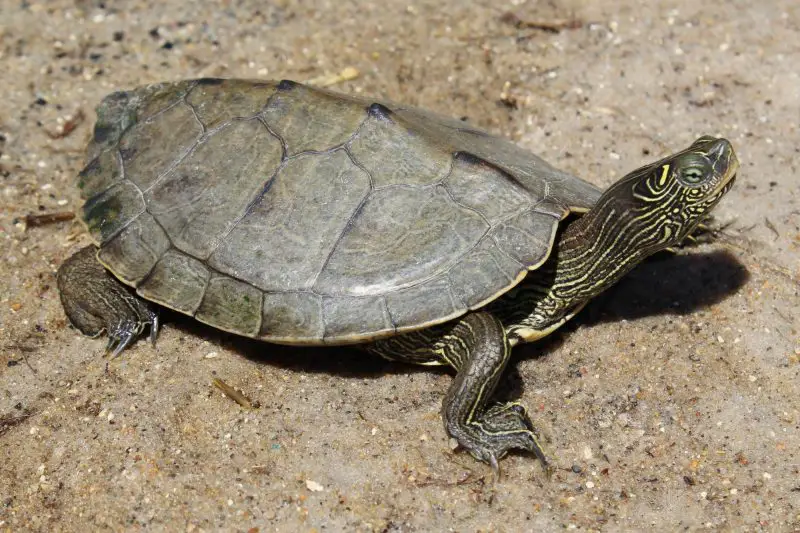 Types of Turtles in Florida