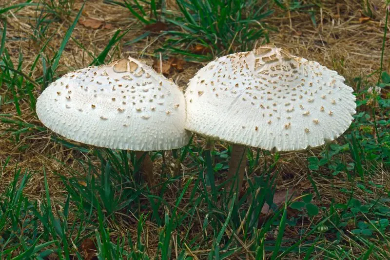 Poisonous Mushrooms in Florida