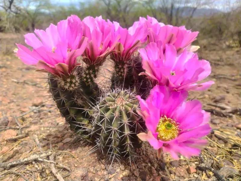 Types of Cactus in New Mexico