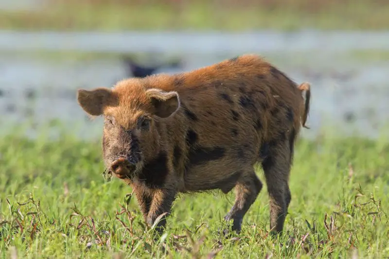 Most Dangerous Animals in Florida