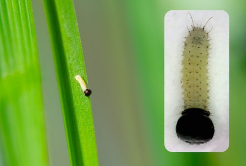 Types of Caterpillars in Texas