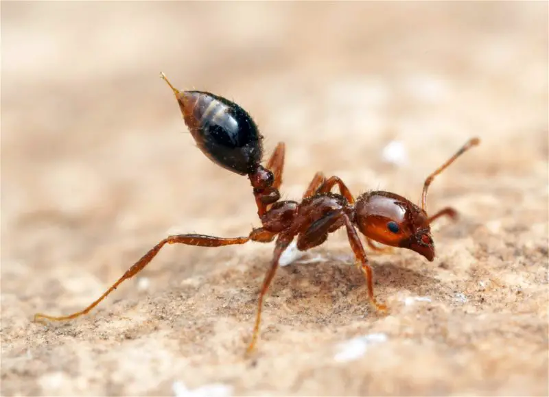 Most Dangerous Animals in Florida