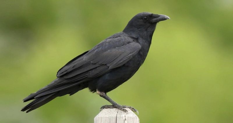 Types of Ravens in Texas