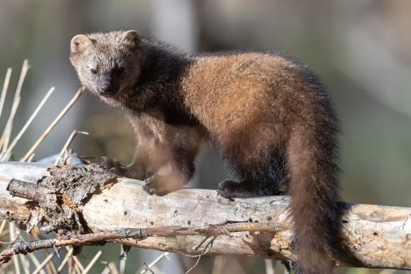 Types of Weasels in Minnesota 