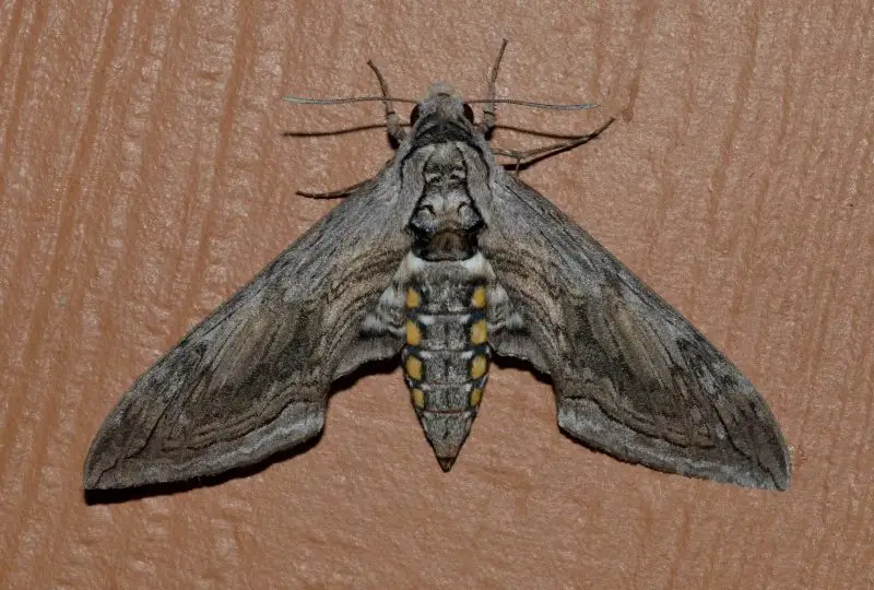 Moths in North Carolina