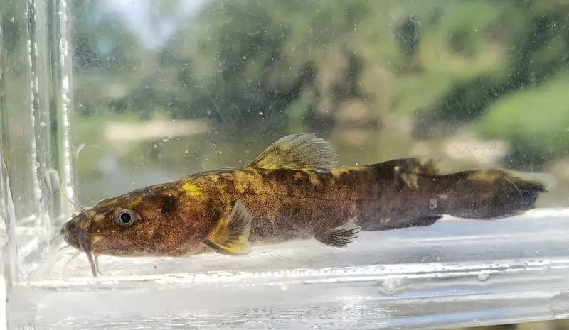 types of fish in florida