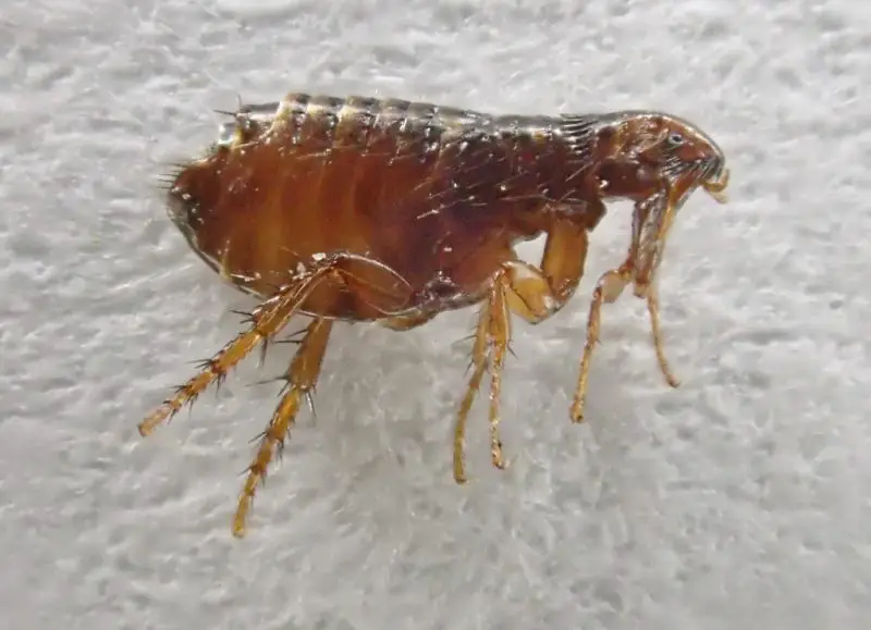 bugs in California