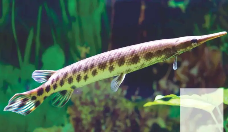 types of fish in florida