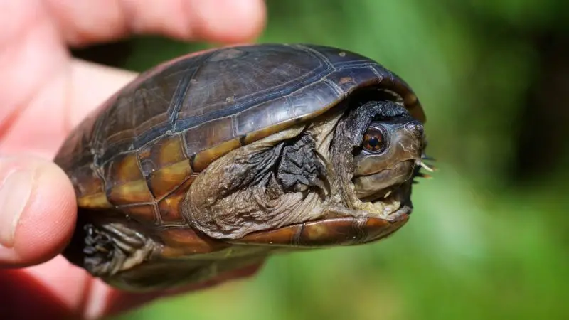 Types of Turtles in Florida