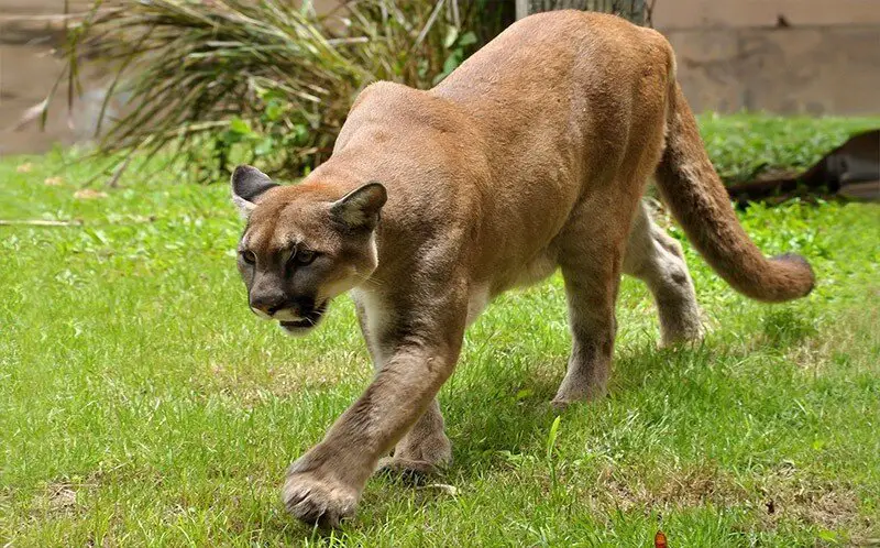 Most Dangerous Animals in Florida