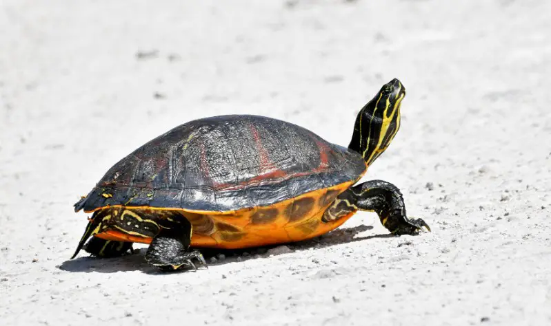 Types of Turtles in Florida