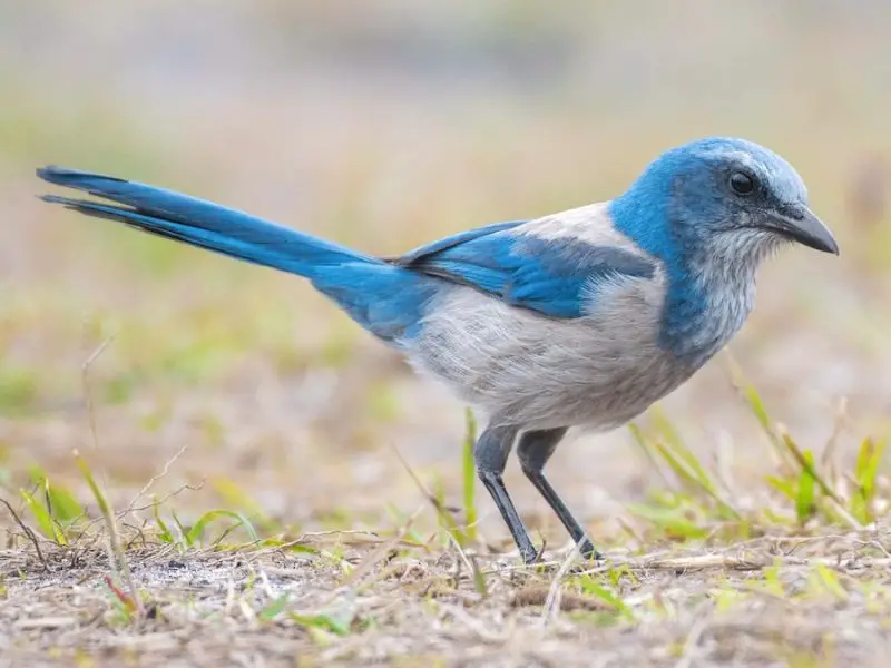 Blue Birds in Florida