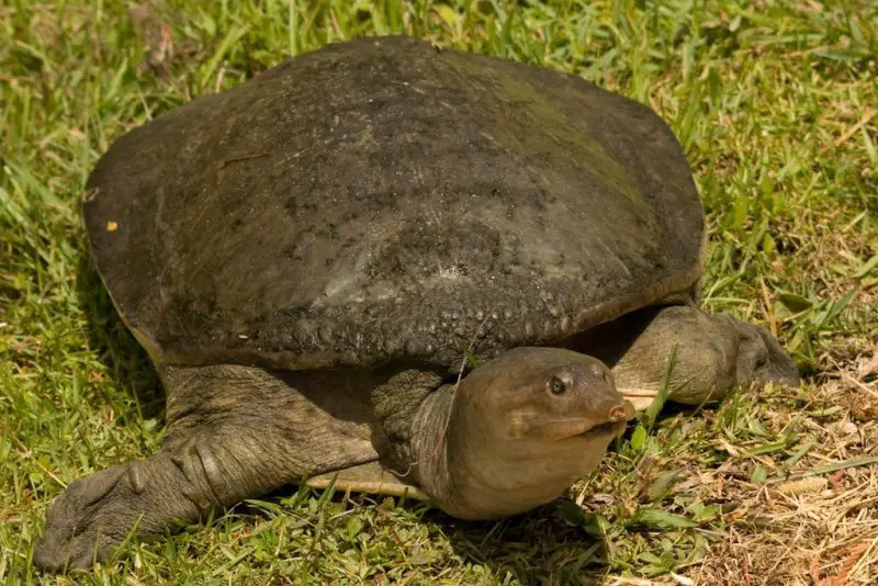 Types of Turtles in Florida