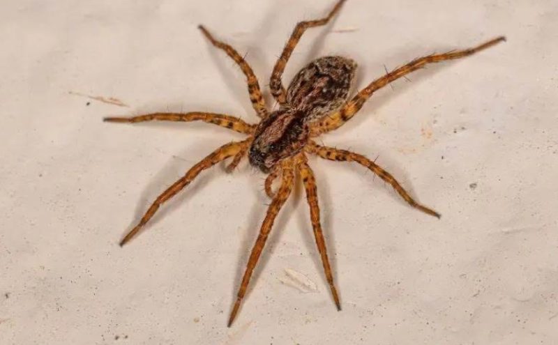 Wolf Spiders in Texas