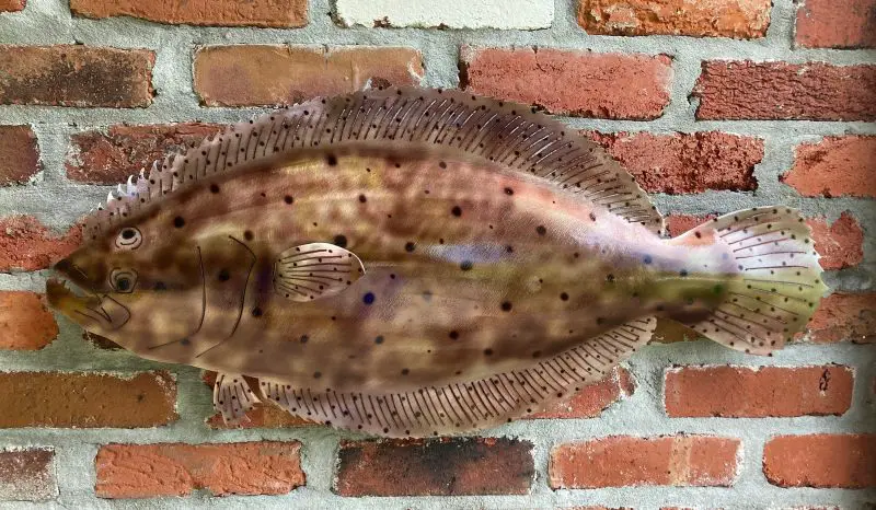 Types of Fish in Florida