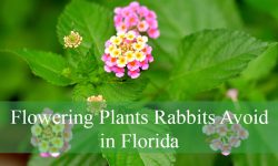 20 Rabbit-Resistant Plants That Thrive in Florida (With Pictures)