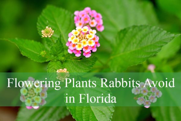 Rabbit-Resistant Plants That Thrive in Florida