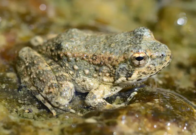 Frogs in California