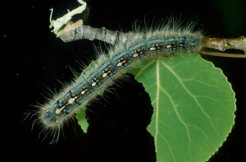 Types of Caterpillars in Texas