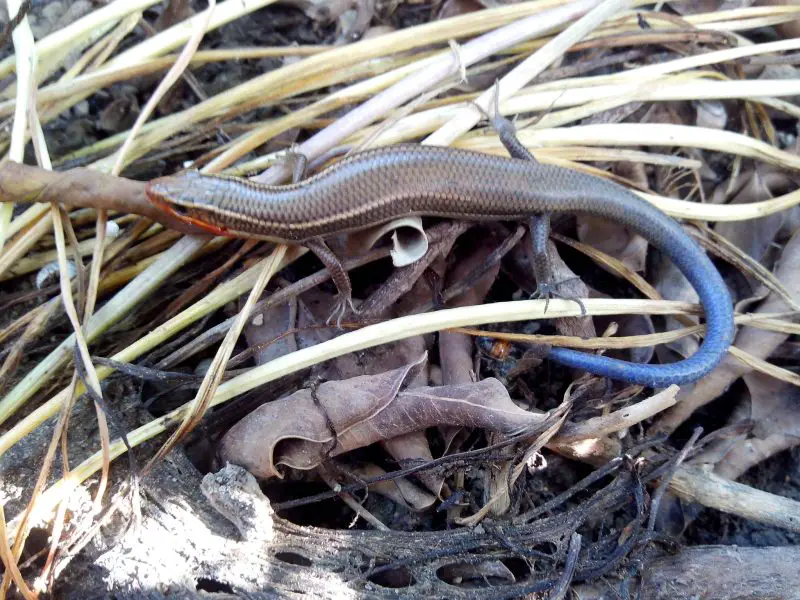 Lizards in Texas