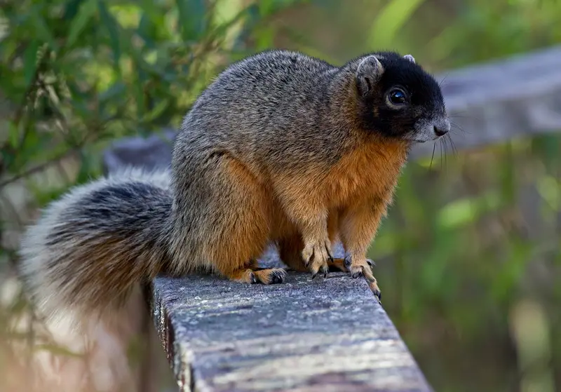 Squirrels in Florida