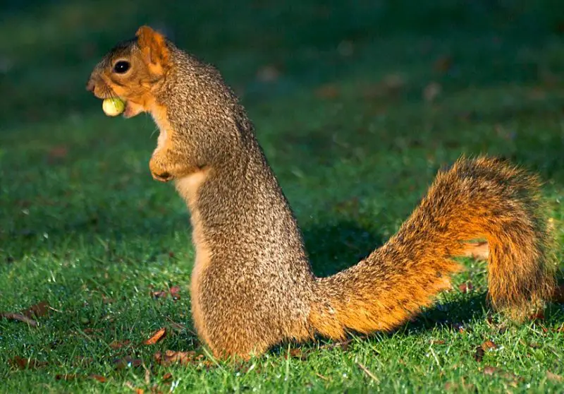 Squirrels in North Carolina