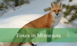 2 Types of Foxes in Minnesota (With Pictures and Identification)