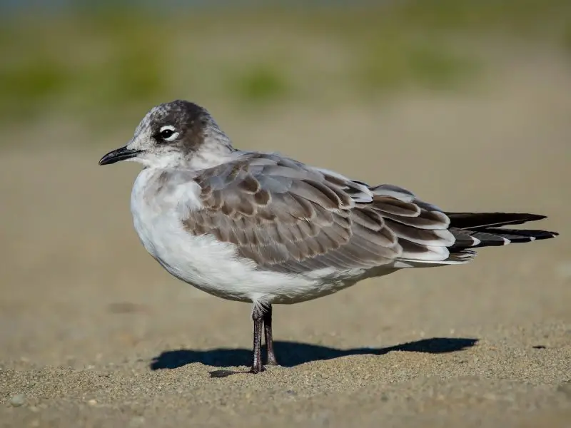 Gulls in California