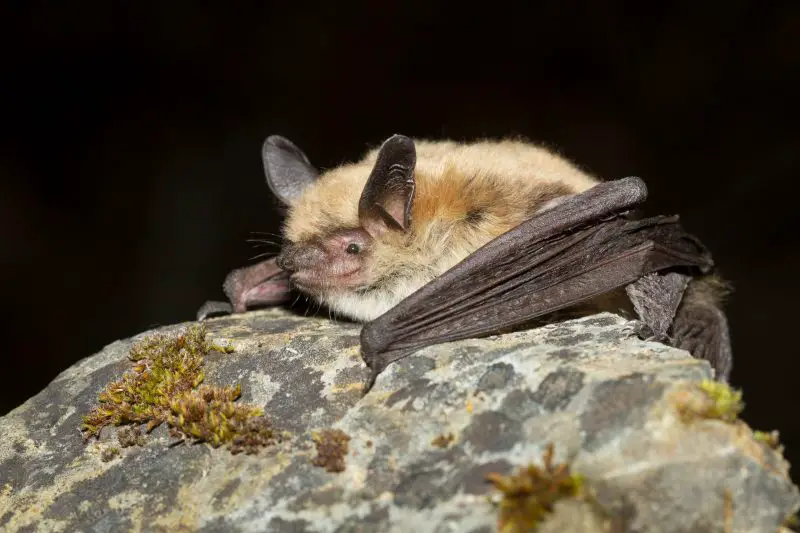 Types of Bats in Idaho