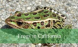10 Common Frogs in California (With Pictures and Identification)