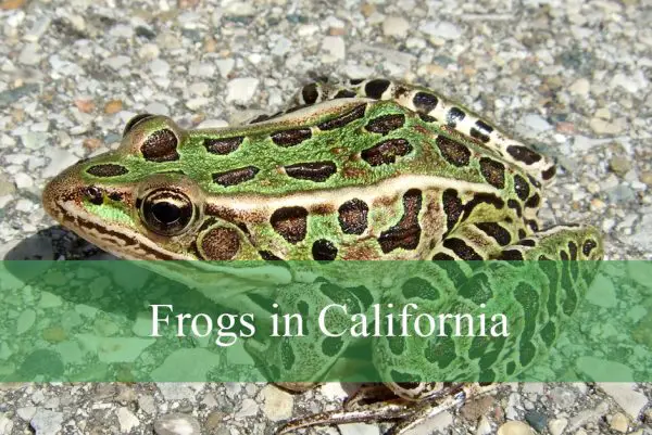 Frogs in California