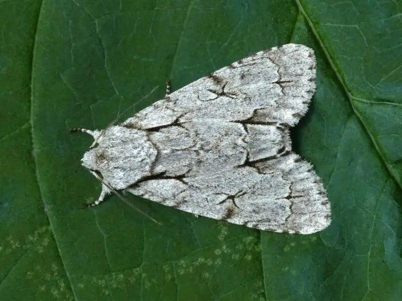 Moths in North Carolina