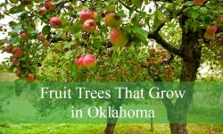 Best Fruit Trees That Grow in Oklahoma for Your Backyard Orchard