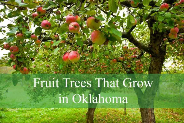 Fruit Trees That Grow in Oklahoma