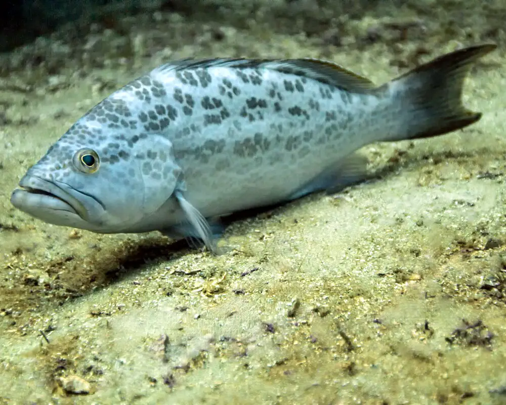Types of Fish in Florida