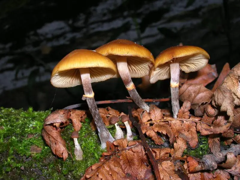 Poisonous Mushrooms in Florida
