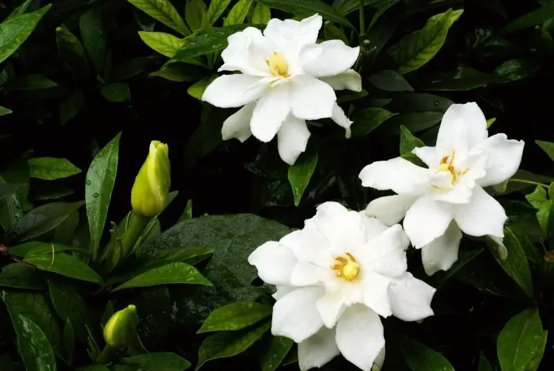 Best Flowers to Grow in Georgia