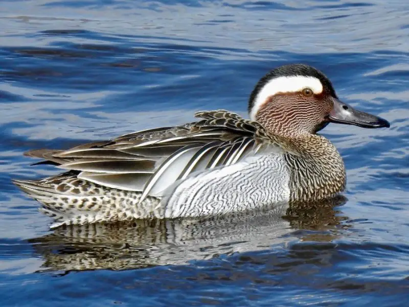 Ducks in Arkansas