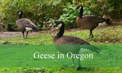 12 Geese in Oregon (With Pictures and Identification)