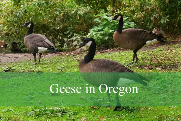 Geese in Oregon