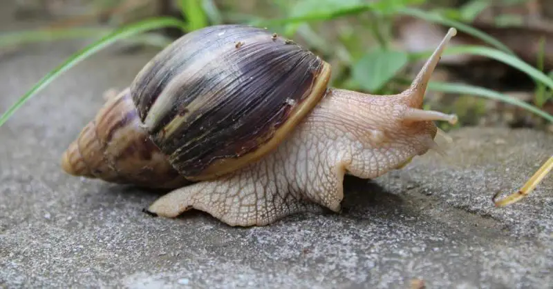 Most Dangerous Animals in Florida