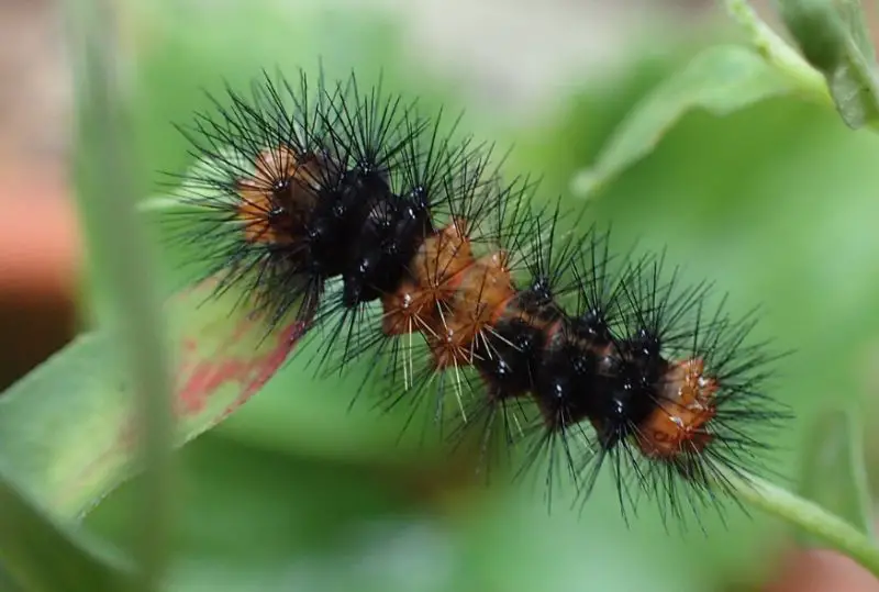 Types of Caterpillars in Texas